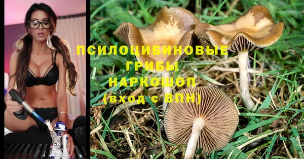 ПСИЛОЦИБИНОВЫЕ ГРИБЫ Няндома