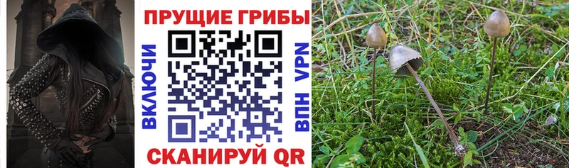 Псилоцибиновые грибы Cubensis  купить закладку  Кизилюрт 